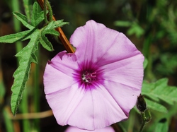 Illustration de la galerie